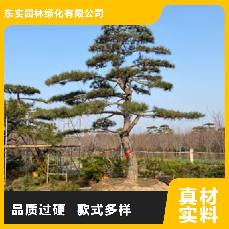 平顶松性价比高