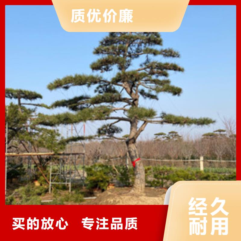 【造型松平顶松交货准时】