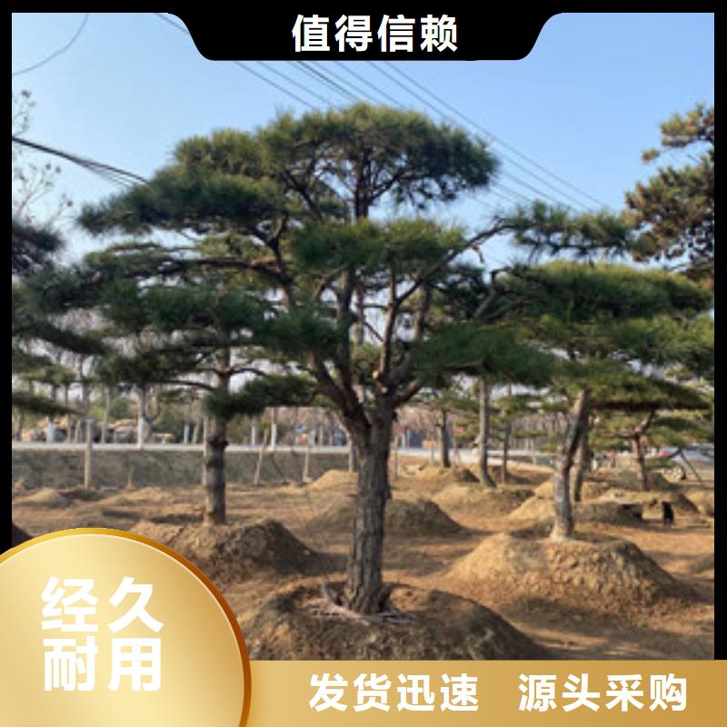  造型松服务至上