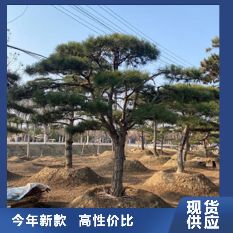 造型松造型松苗木真材实料