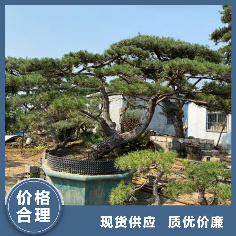 买济源市泰山迎客松必看-规格全