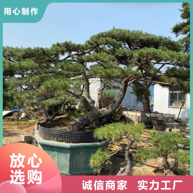 【造型松造型松价格厂家直销直供】