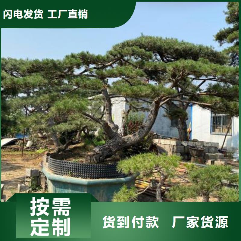 造型松-【盆景】批发商