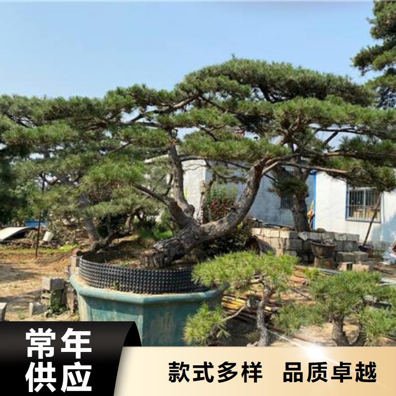  造型松专注产品质量与服务