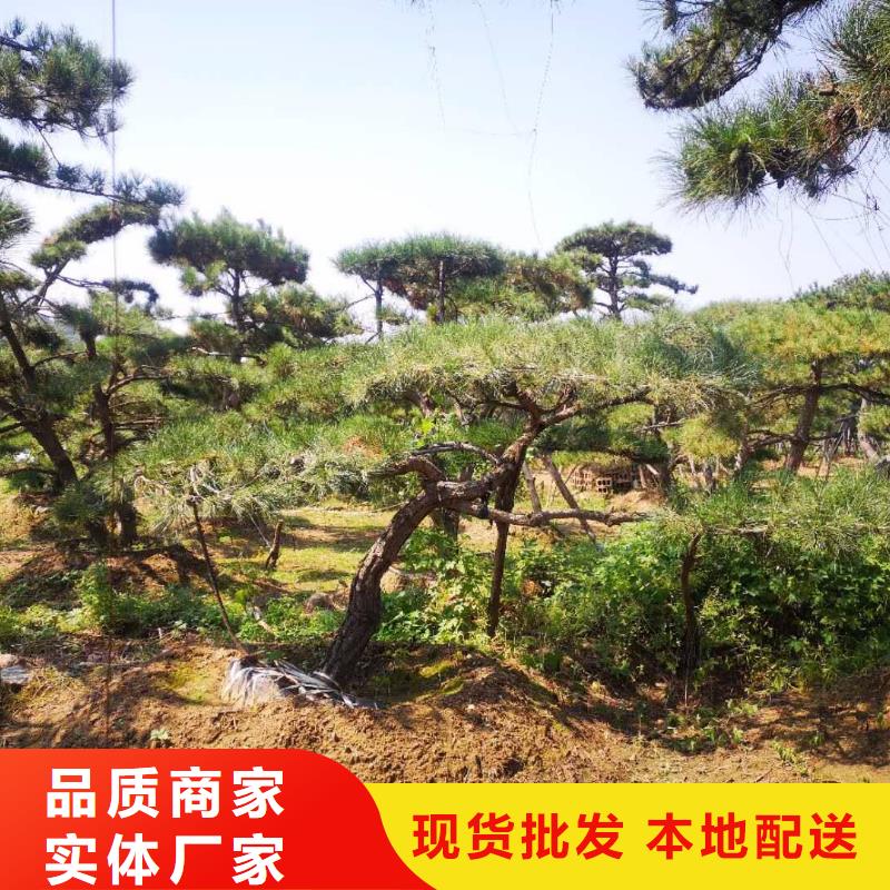  造型松源头厂源头货