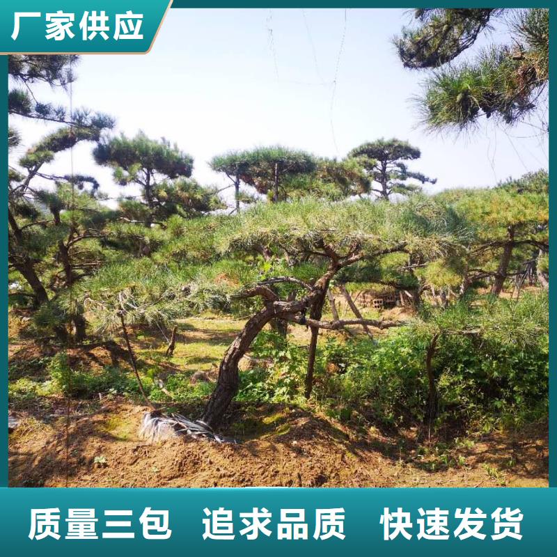 造型松 造型松价格产地源头好货