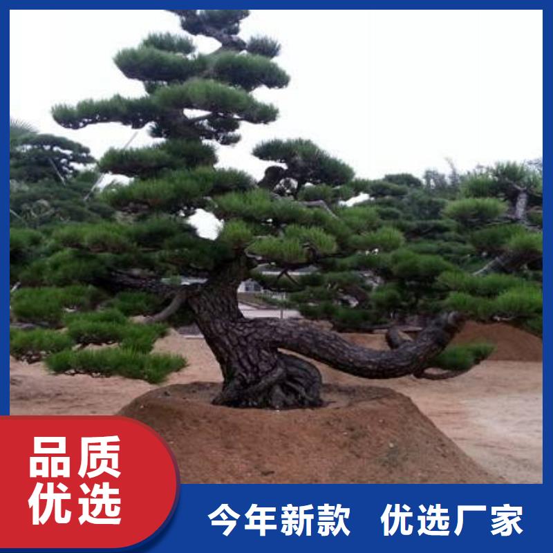  造型松可定制有保障