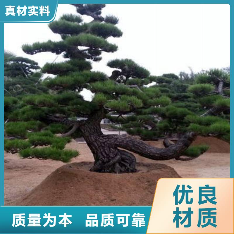 【造型松造型松价格厂家直销直供】