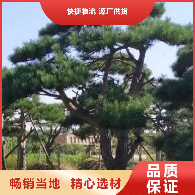  造型松源头工厂