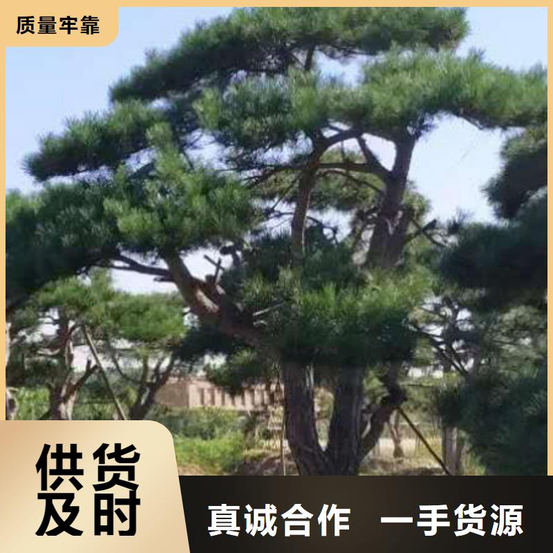  造型松实力厂商