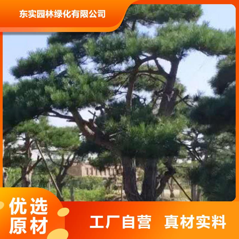 造型松平顶松物流配货上门