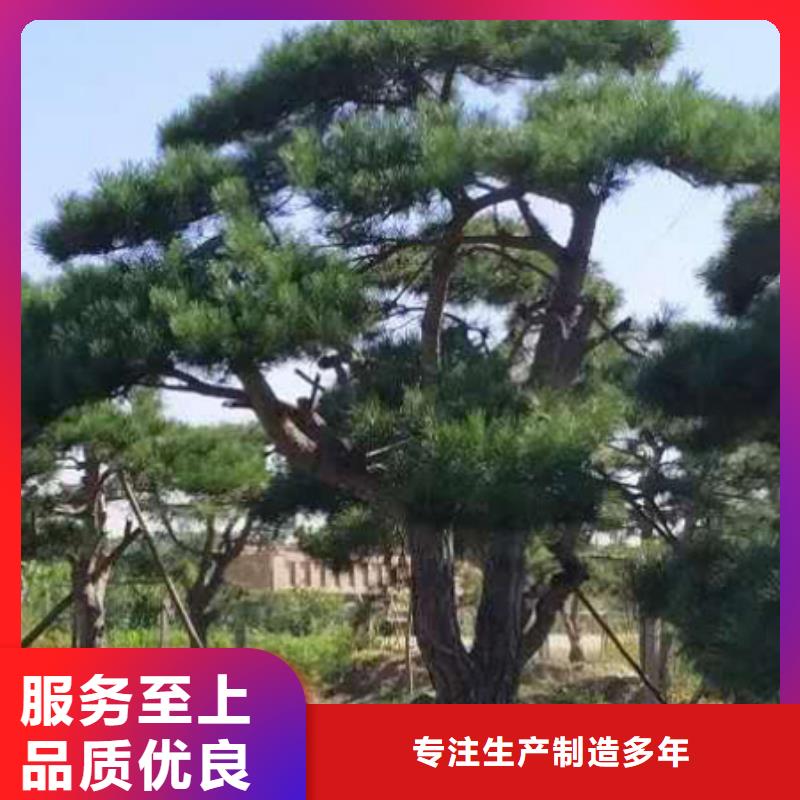 造型松-【奇石】打造行业品质
