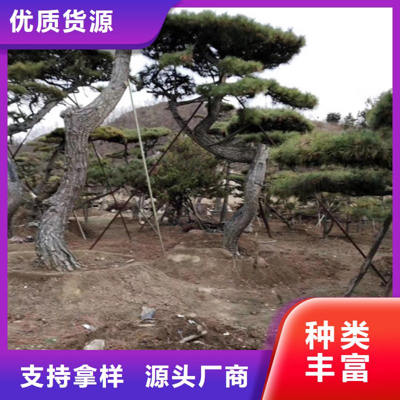 快速:黑松厂家