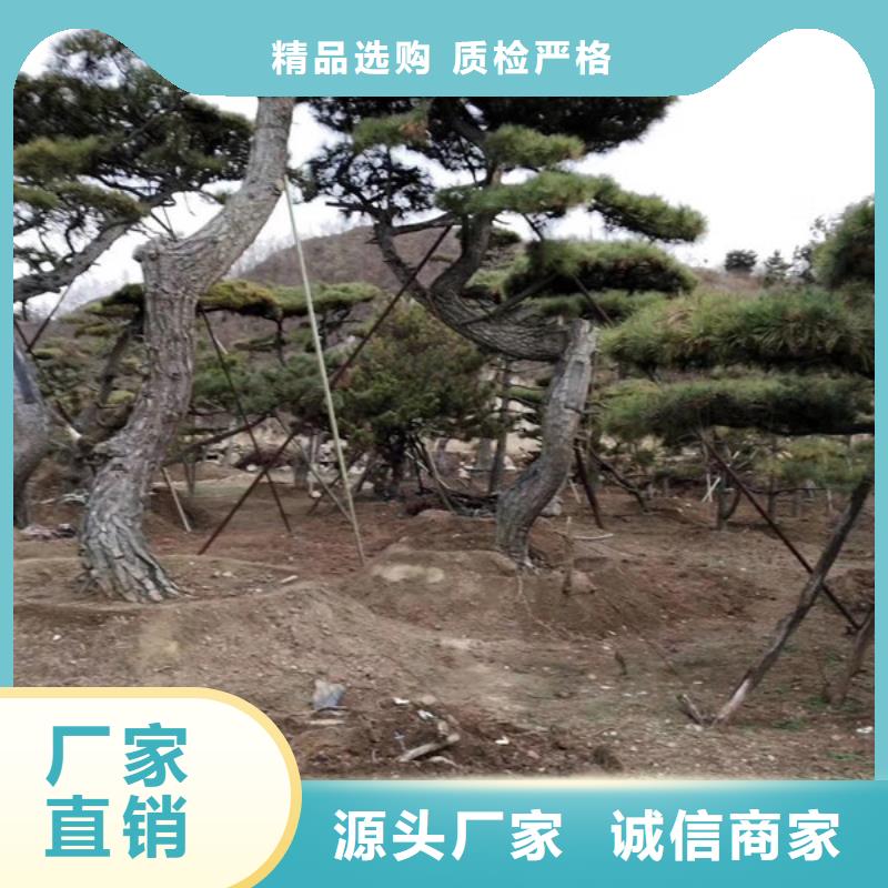 【造型松】_造型松基地做工细致