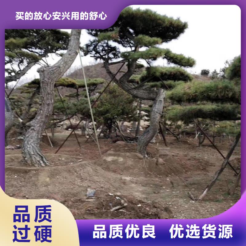 造型松,造型池松一站式采购商