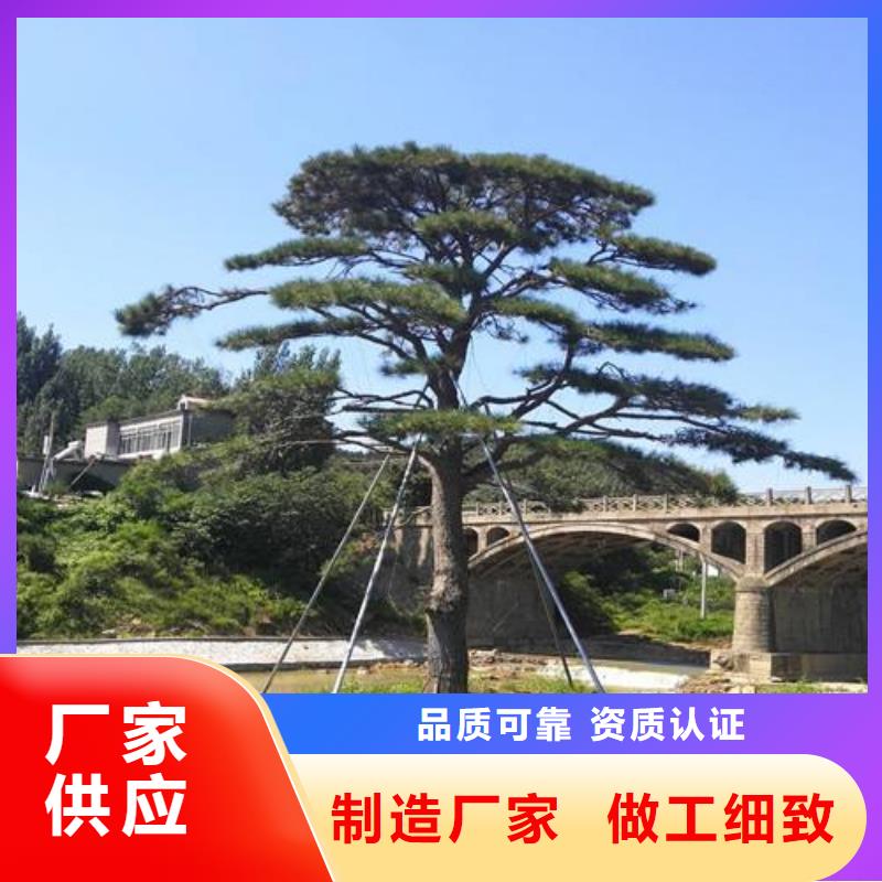 【造型松平顶松交货准时】