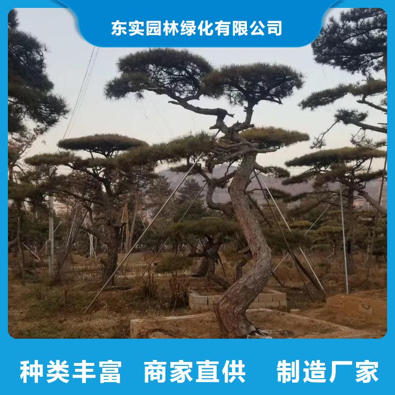 造型松 造型松价格产地源头好货