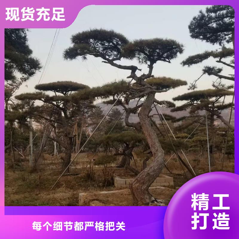  造型松用心制造