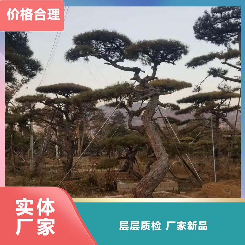 造型松造型松价格支持定制