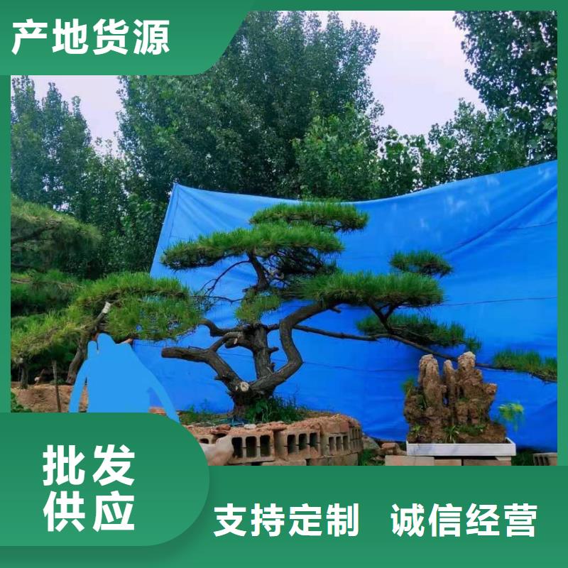 造型松 【造型松苗木】多年行业积累