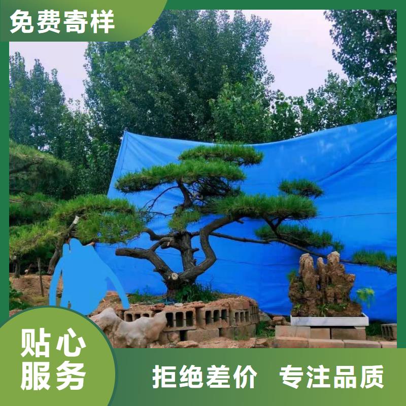 造型松造型池松产品优良