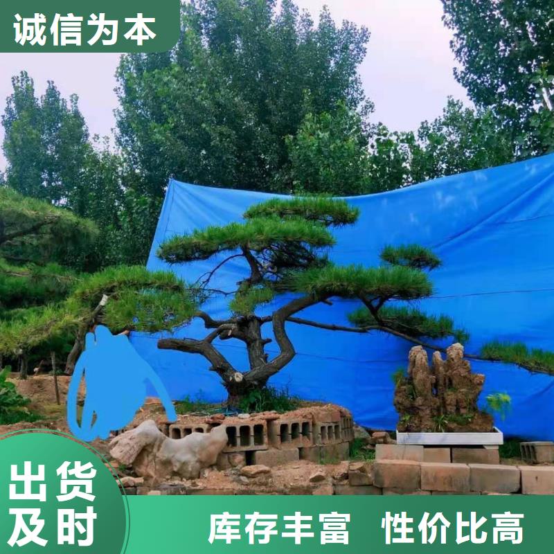 性价比高的泰山迎客松基地