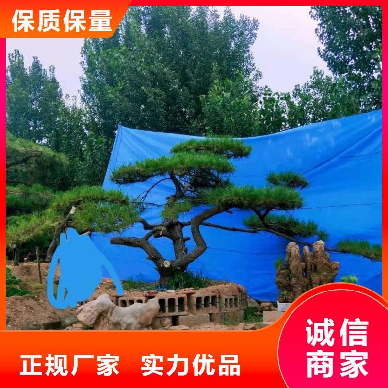 造型松-造型油松优势