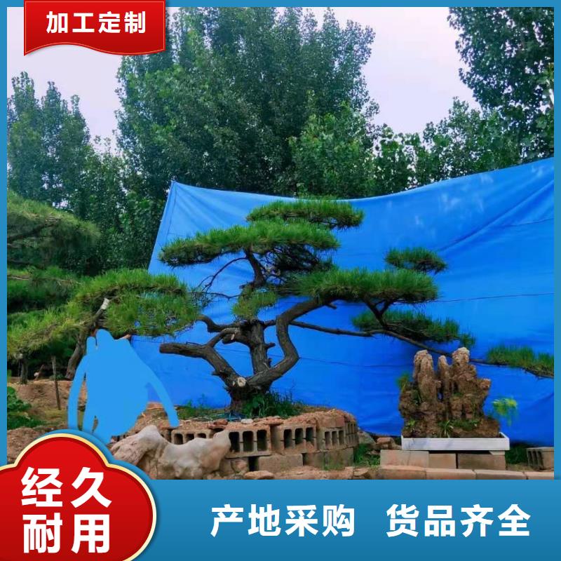 造型松古桩诚信经营