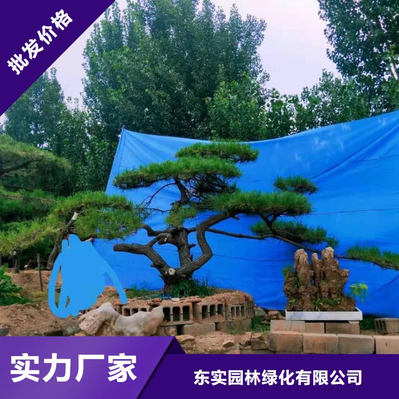 造型松平顶松行业优选