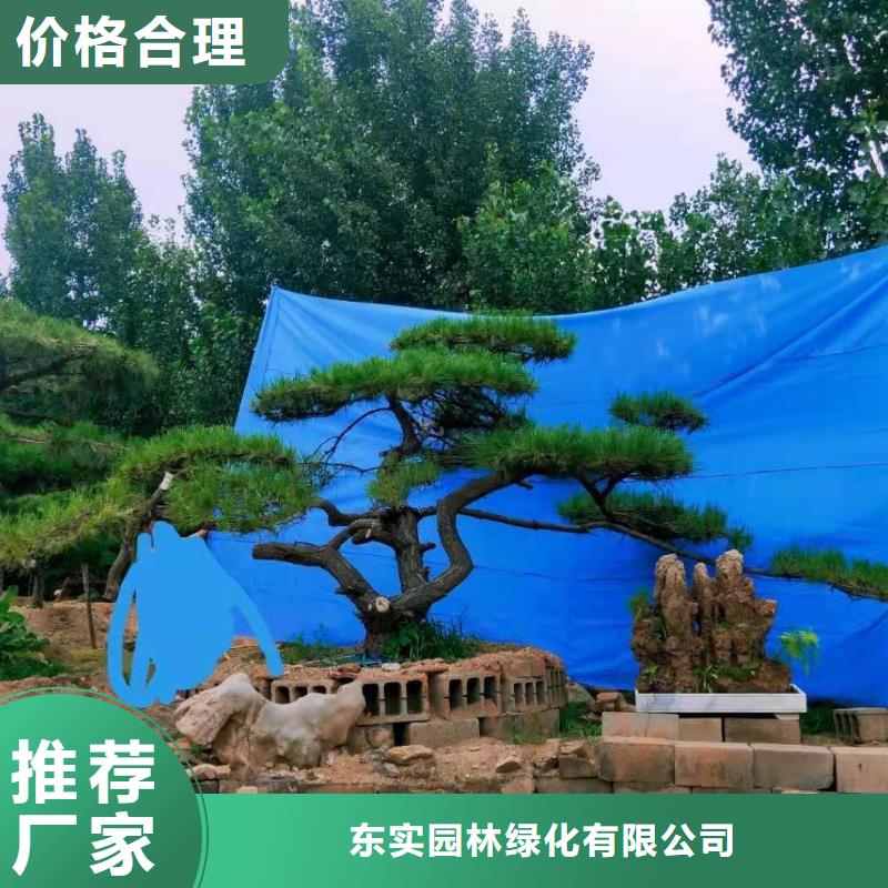  造型松有实力有经验