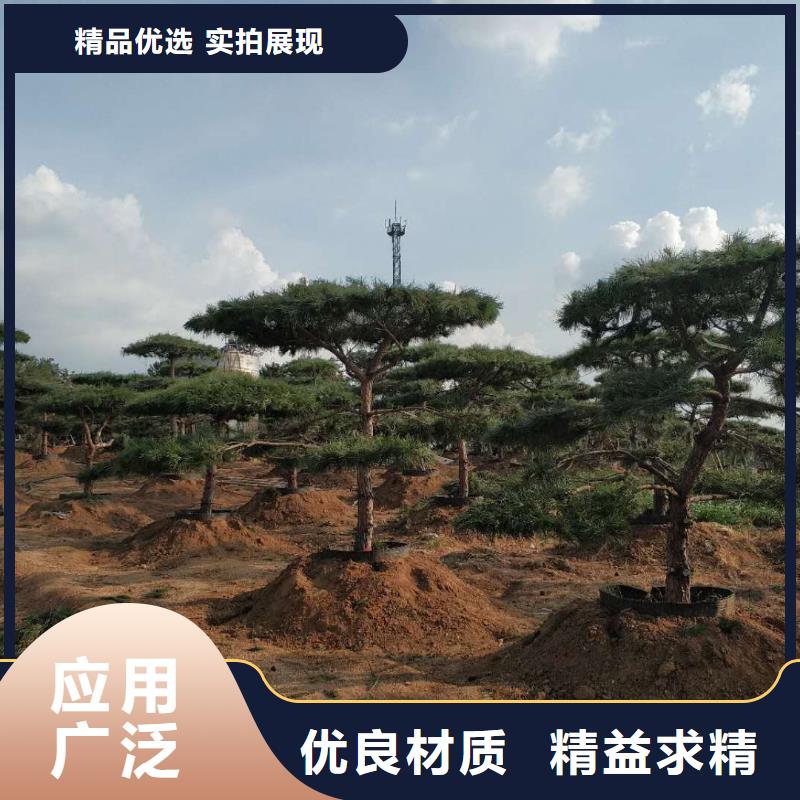 造型松造型池松以质量求生存