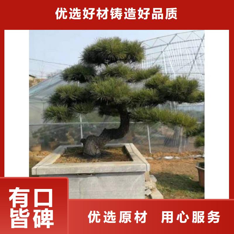 【造型松】盆景订制批发