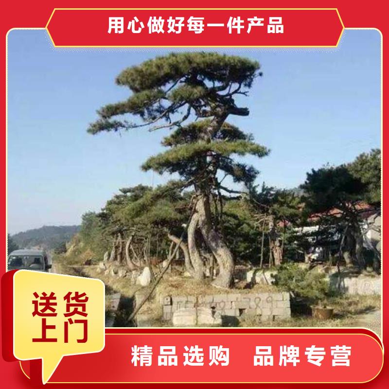  造型松实力厂商