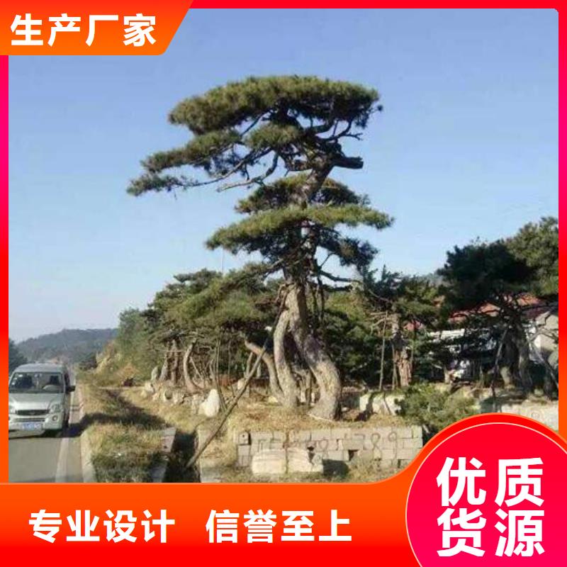  造型松定制零售批发