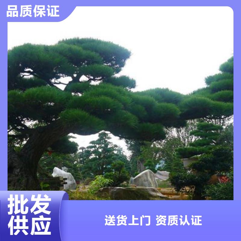 造型松 【造型松苗木】多年行业积累