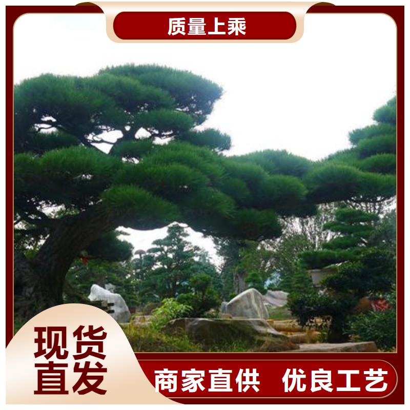  造型松工期短发货快