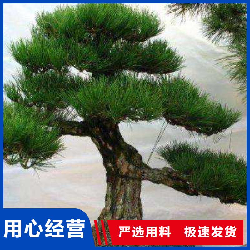 造型油松厂家实力雄厚