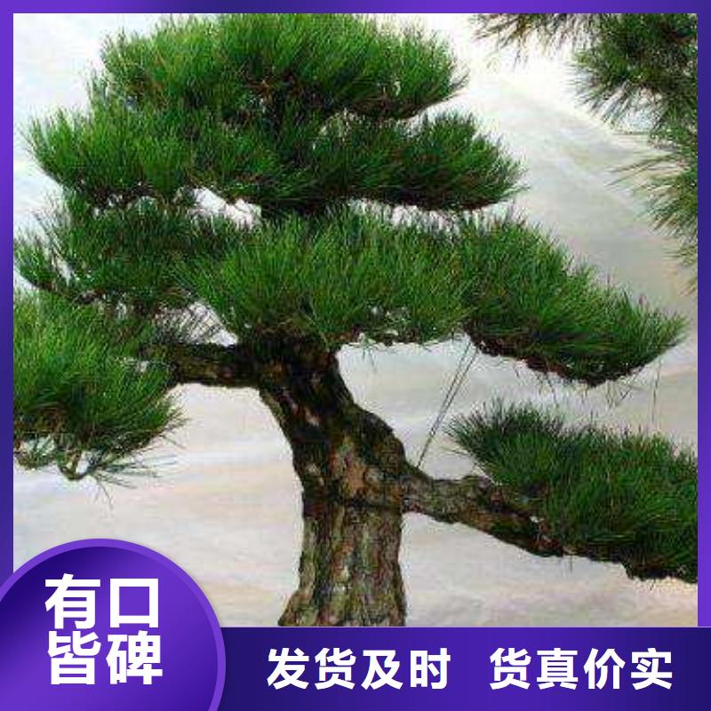  造型松质保一年
