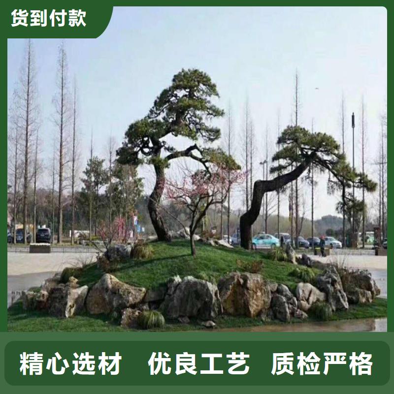 造型松造型油松严选材质