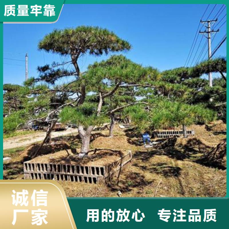造型松古桩诚信经营
