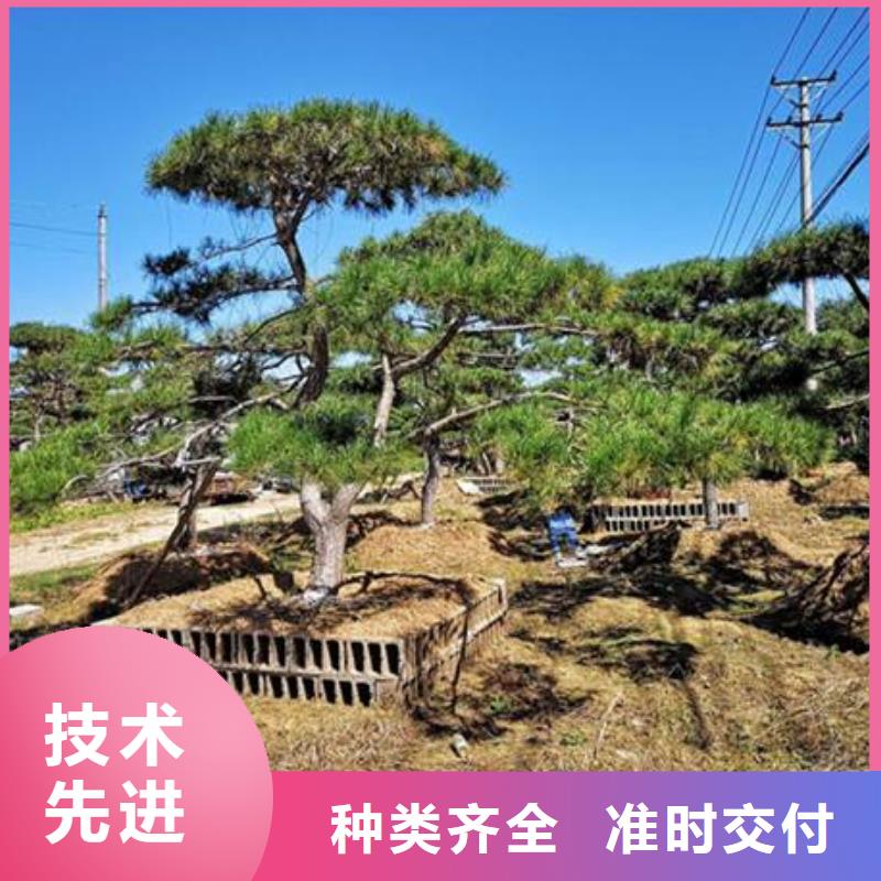【造型松】,盆景用好材做好产品