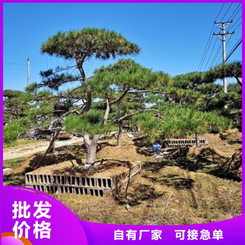 造型松平顶松优势