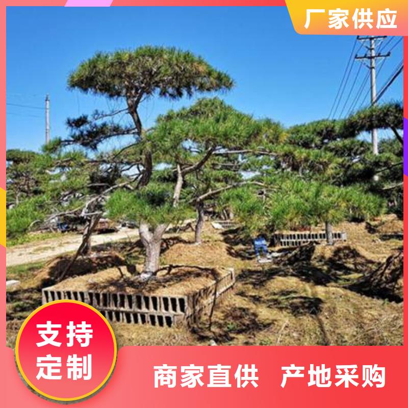 重信誉景观松批发厂家