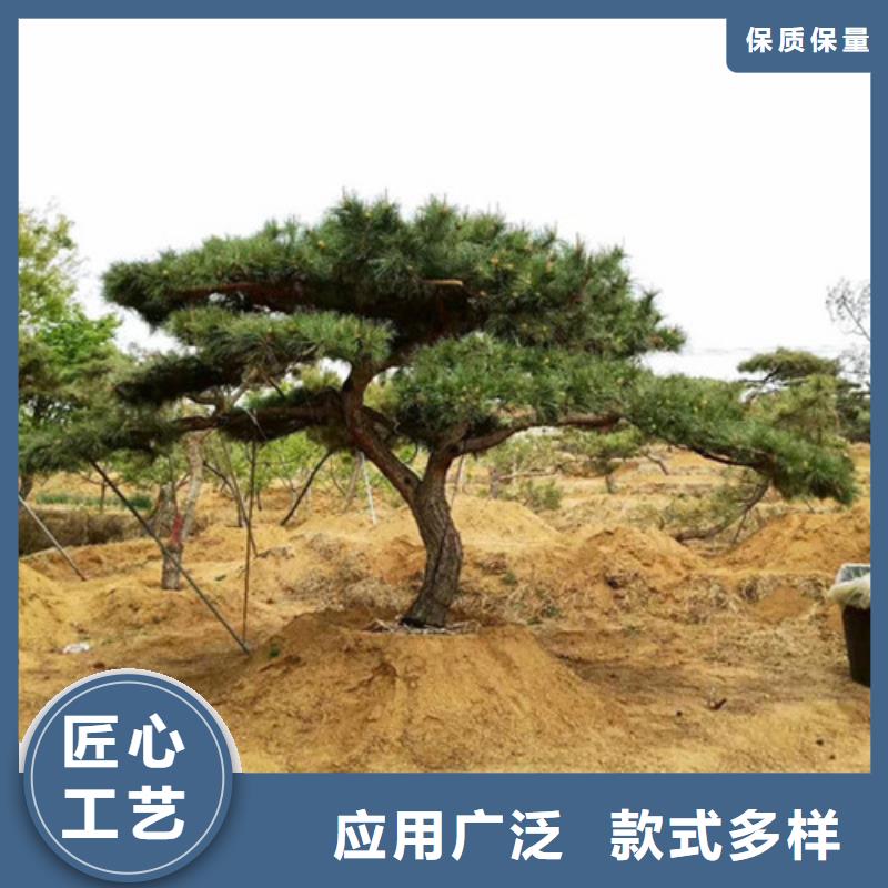造型松黑松厂家直销货源充足