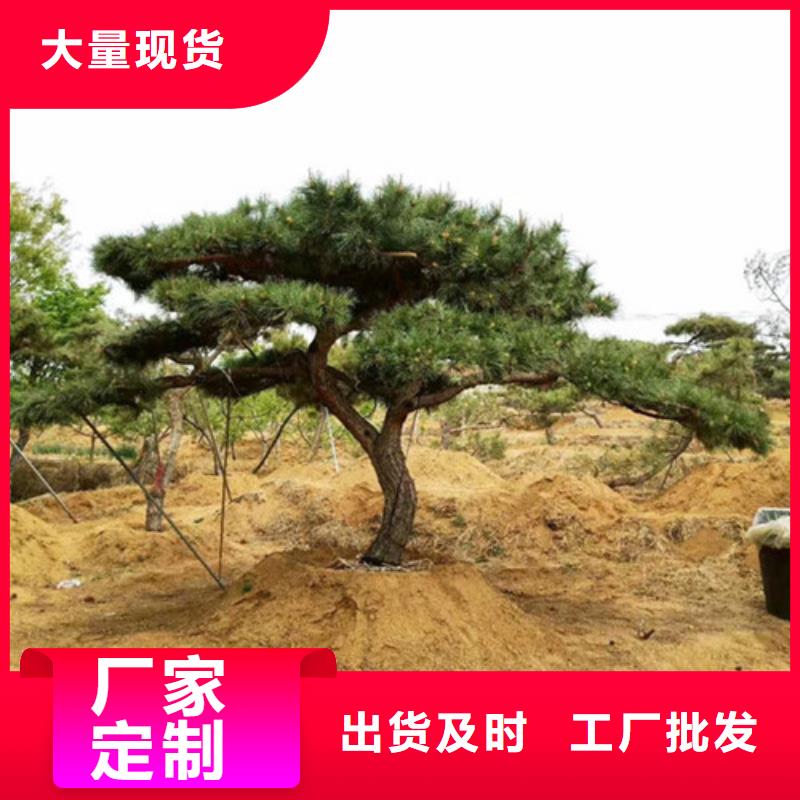 造型松奇石实力雄厚品质保障