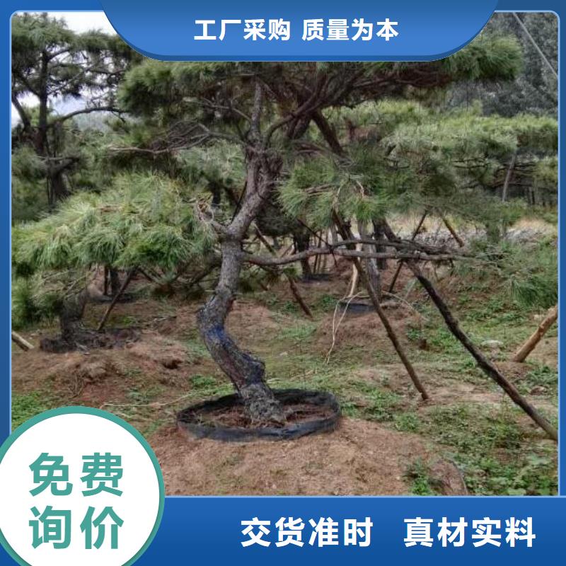  造型松供货及时