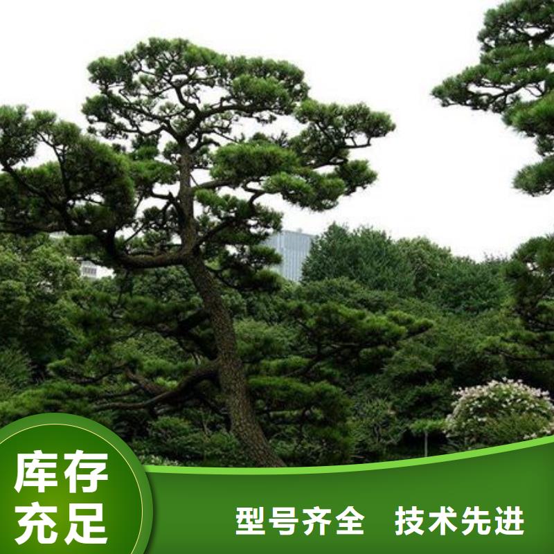  造型松质保一年