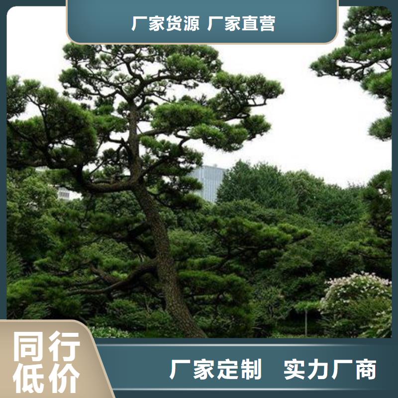 造型松,造型池松产品优势特点