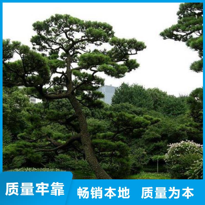 造型松造型池松欢迎来电询价