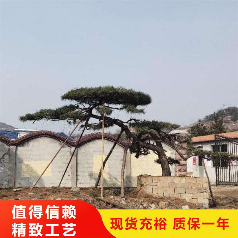 【造型松】_造型松基地做工细致